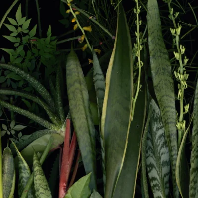 Impression pigmentaire de Luzia Simons, présentée par la galerie Arcturus et intituilée "Jardim 13", 2014, 127x90 cm