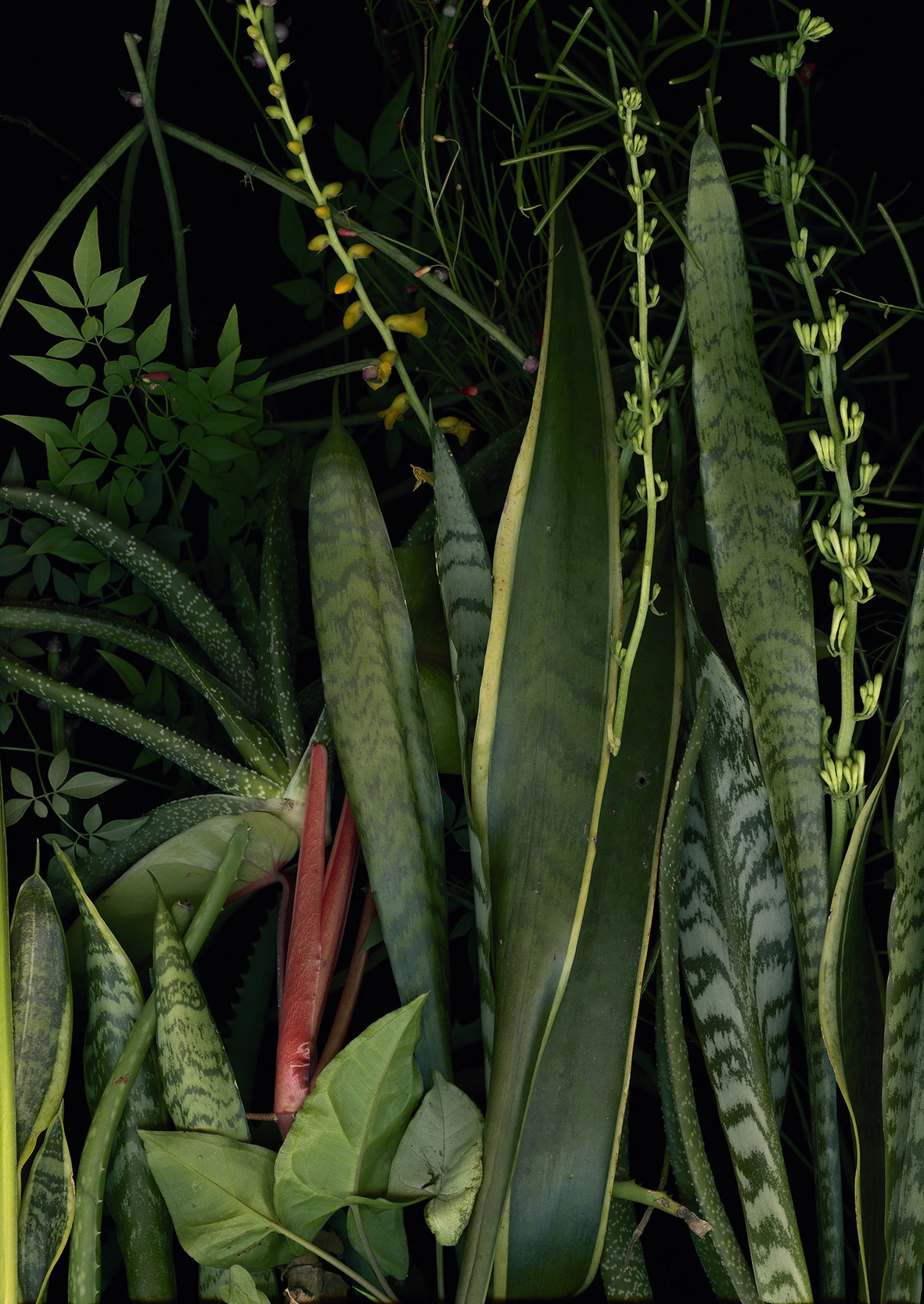 Impression pigmentaire de Luzia Simons, présentée par la galerie Arcturus et intituilée "Jardim 13", 2014, 127x90 cm